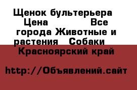 Щенок бультерьера › Цена ­ 35 000 - Все города Животные и растения » Собаки   . Красноярский край